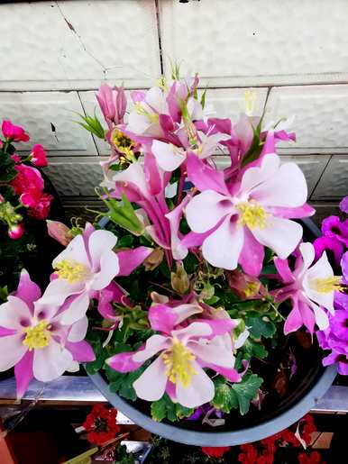 什么是不怕冻的花，什么是花期长不怕冻的花