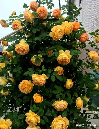 最美的月季花品种有哪些？月季花品种大全视频