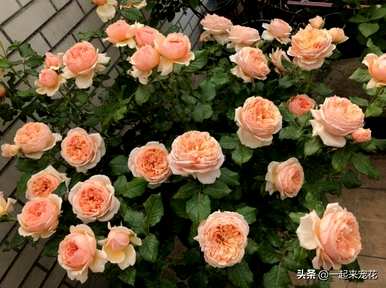最美的月季花品种有哪些？月季花品种大全视频