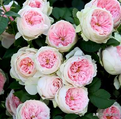 最美的月季花品种有哪些？月季花品种大全视频