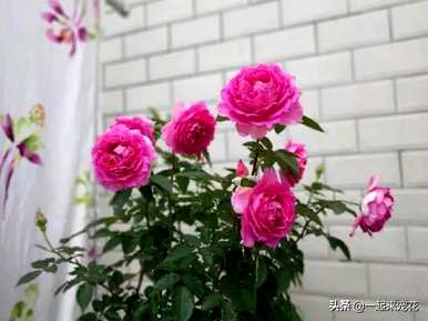 最美的月季花品种有哪些？月季花品种大全视频
