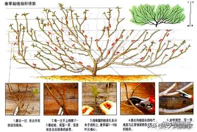 如何种植无花果树苗，如何种植无花果前景？