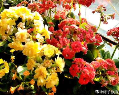 椹痉挛，长寿花有哪些品种？