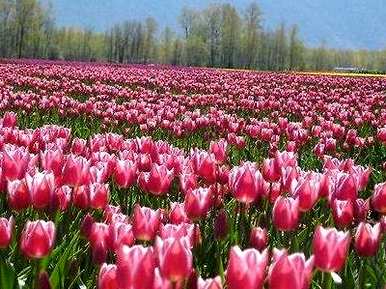 郁金香花种子在哪里买，郁金香种子如何种植