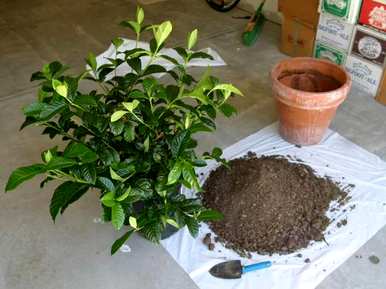 栀子花怎样修剪才能促进开花，栀子花怎么养？