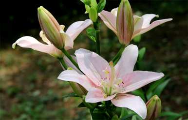 百合花语是什么意思？
