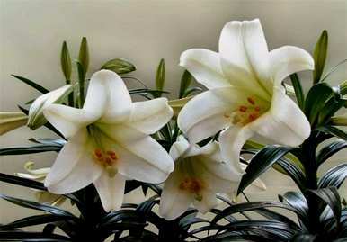 百合花语是什么意思？