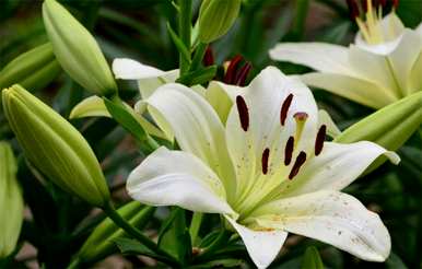 百合花语是什么意思？