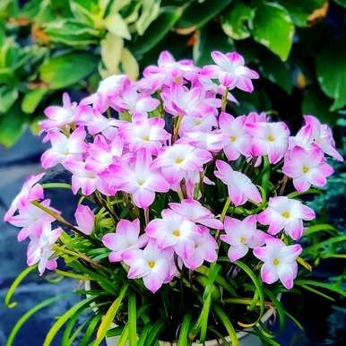 风雨兰种球种植技巧，风雨兰种球如何种植
