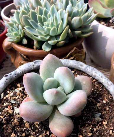 如何饲养多肉植物，如何饲养多肉植物