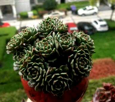 如何饲养多肉植物，如何饲养多肉植物