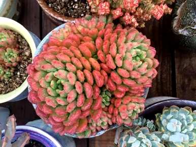 如何饲养多肉植物，如何饲养多肉植物