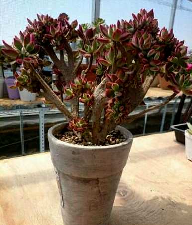 如何饲养多肉植物，如何饲养多肉植物