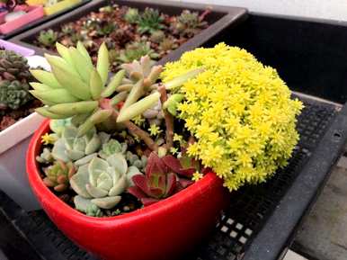 如何饲养多肉植物，如何饲养多肉植物