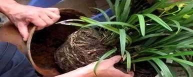 如何移植兰花焦尖？