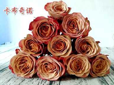卡布奇诺玫瑰的含义是什么？卡布奇诺玫瑰和满天星的含义是什么？