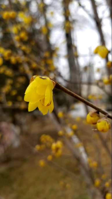 腊梅什么时候开花？