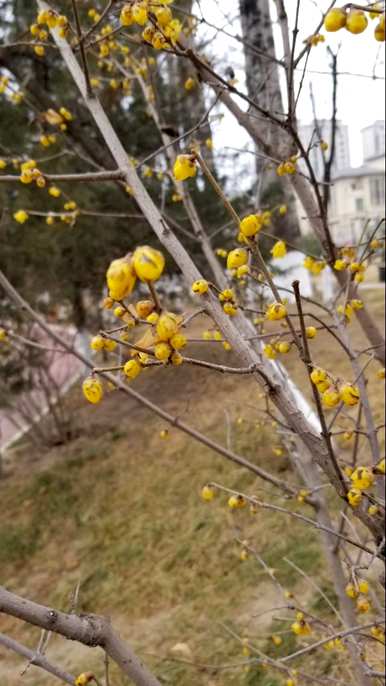 腊梅什么时候开花？