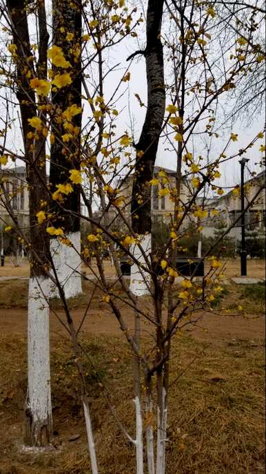 腊梅什么时候开花？