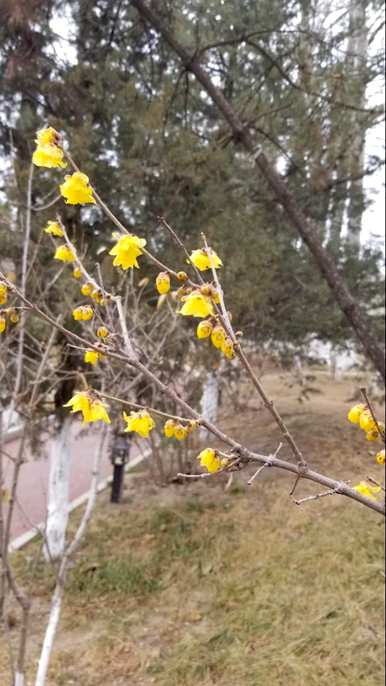 腊梅什么时候开花？