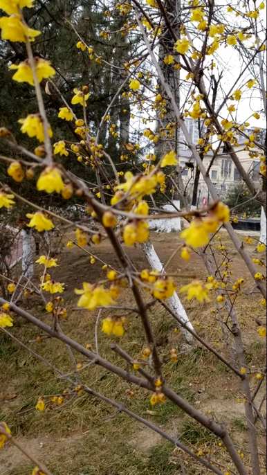 腊梅什么时候开花？