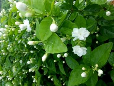 法国香水茉莉花怎么养，茉莉花怎么养家养法