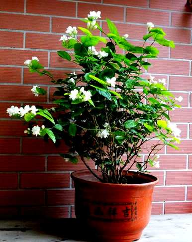 法国香水茉莉花怎么养，茉莉花怎么养家养法