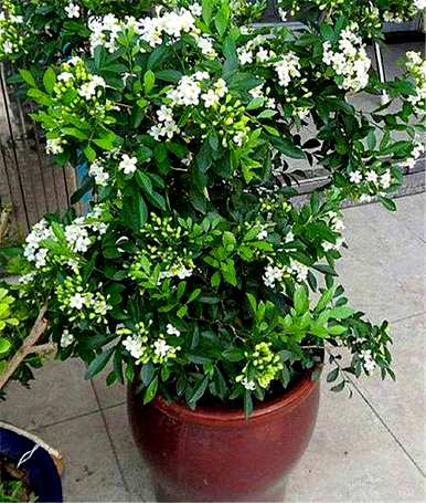 法国香水茉莉花怎么养，茉莉花怎么养家养法