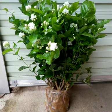 法国香水茉莉花怎么养，茉莉花怎么养家养法