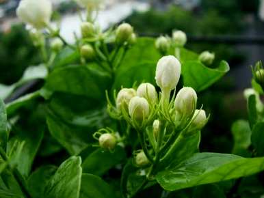 法国香水茉莉花怎么养，茉莉花怎么养家养法