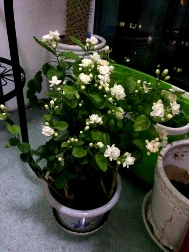 法国香水茉莉花怎么养，茉莉花怎么养家养法