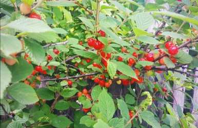 如何种植樱桃树苗？广东樱桃树苗种植价格