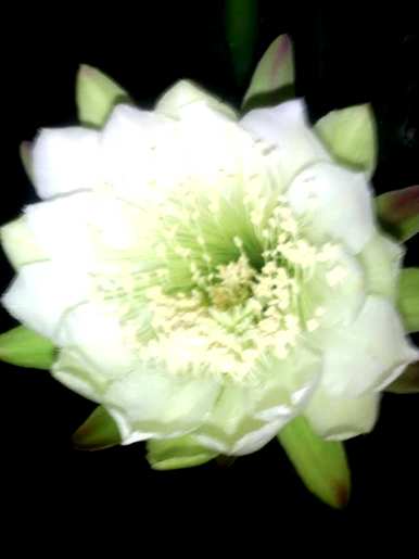 仙人掌开花，仙人掌开花的迹象是什么