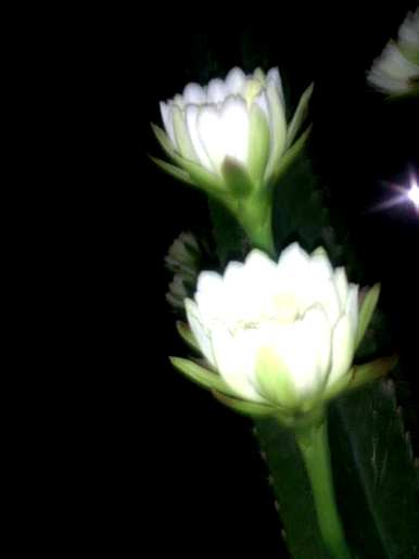 仙人掌开花，仙人掌开花的迹象是什么