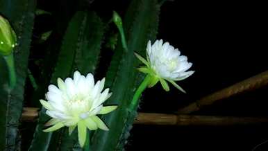 仙人掌开花，仙人掌开花的迹象是什么