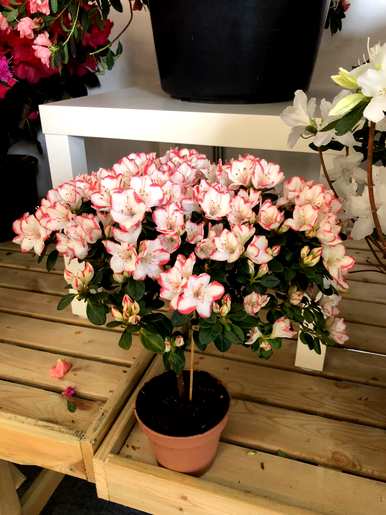 如何养护和管理杜鹃花，冬季如何养护杜鹃花？