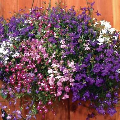 夏天开什么花？夏天开什么花？