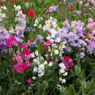 夏天开什么花？夏天开什么花？