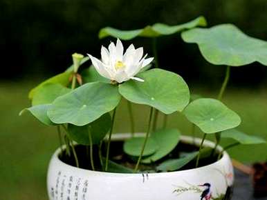 无土水培碗莲种子盆栽，如何培育无土水培碗莲
