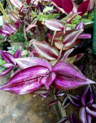 如何种植吊竹梅？吊竹梅适合在家种植吗？