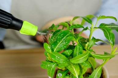 如何种植吊竹梅？吊竹梅适合在家种植吗？