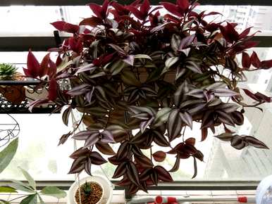 如何种植吊竹梅？吊竹梅适合在家种植吗？