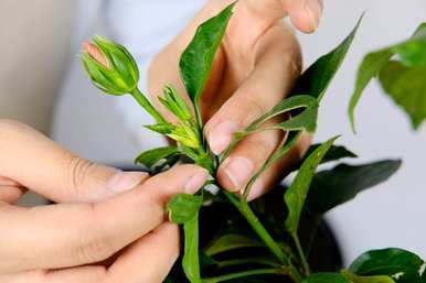 如何种植吊竹梅？吊竹梅适合在家种植吗？