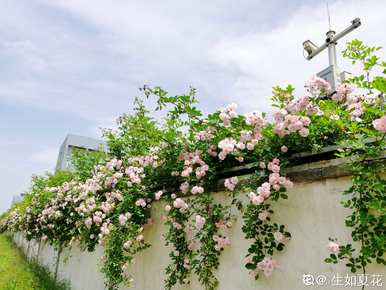 月季花怎么养，玫瑰月季花怎么养？