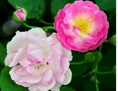 玫瑰的花语是什么，紫玫瑰的花语是什么意思？