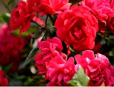 玫瑰的花语是什么，紫玫瑰的花语是什么意思？