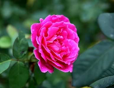 玫瑰的花语是什么，紫玫瑰的花语是什么意思？