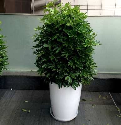 家庭养花最好养什么花，家庭养花三种风水最好的花