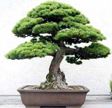 五针松盆景的养护方法