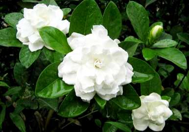小叶栀子花期养护，小叶栀子花期施肥